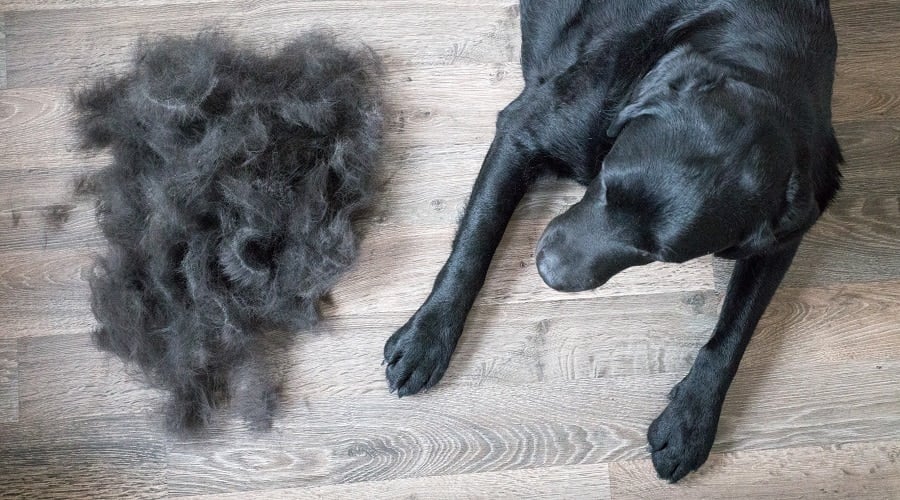 Black Labrador shedding fur.