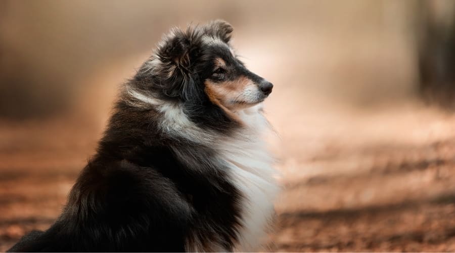 Black Shetland Sheepdog sitting outside.
