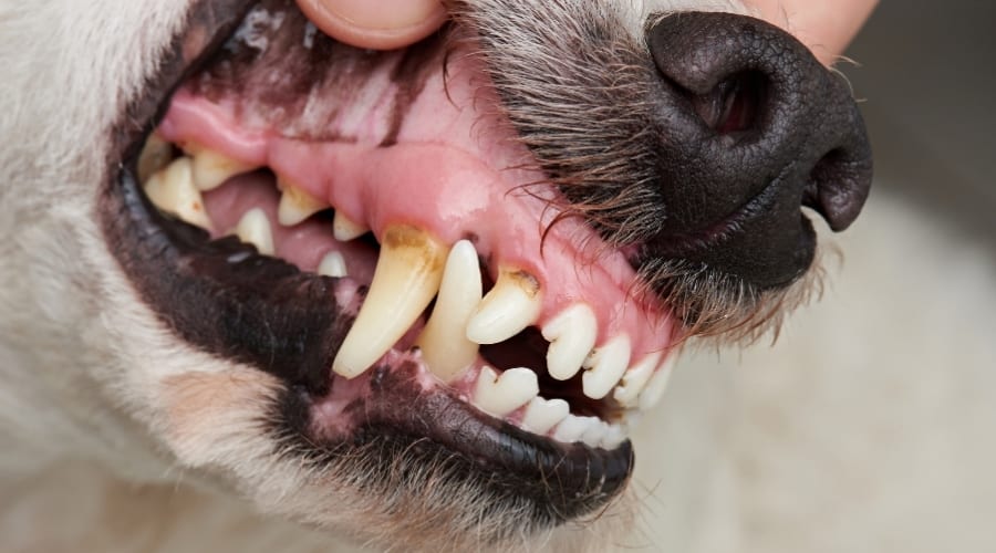 Dog teeth up close.