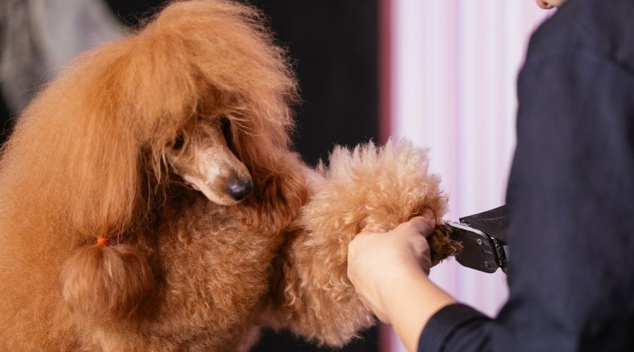 Dog having paws clipped.