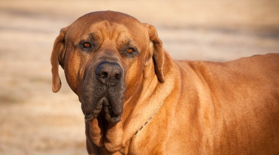 A scary dog breed, the Japanese Tosa Inu dog.