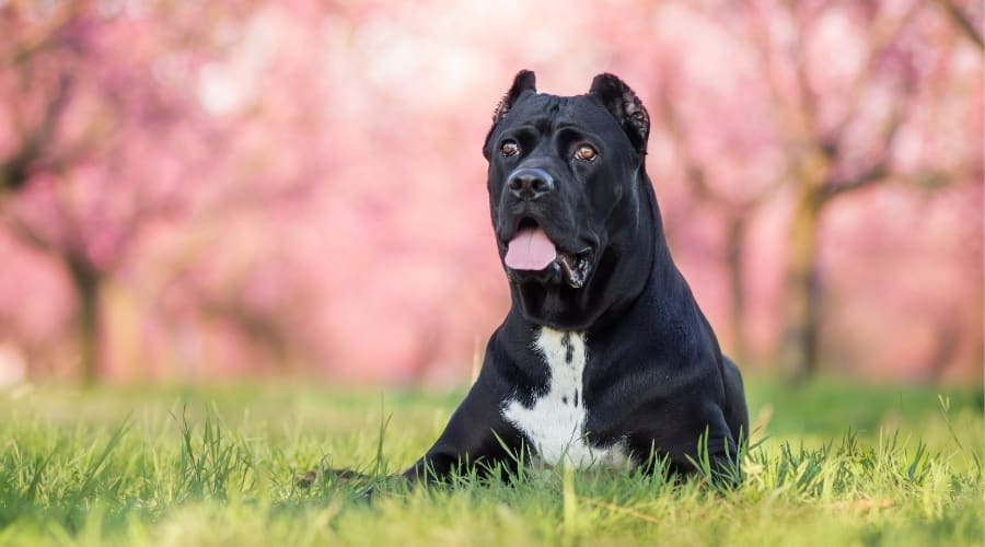 Large Cane Corso scary-looking dog breed lying on the ground outdoors.