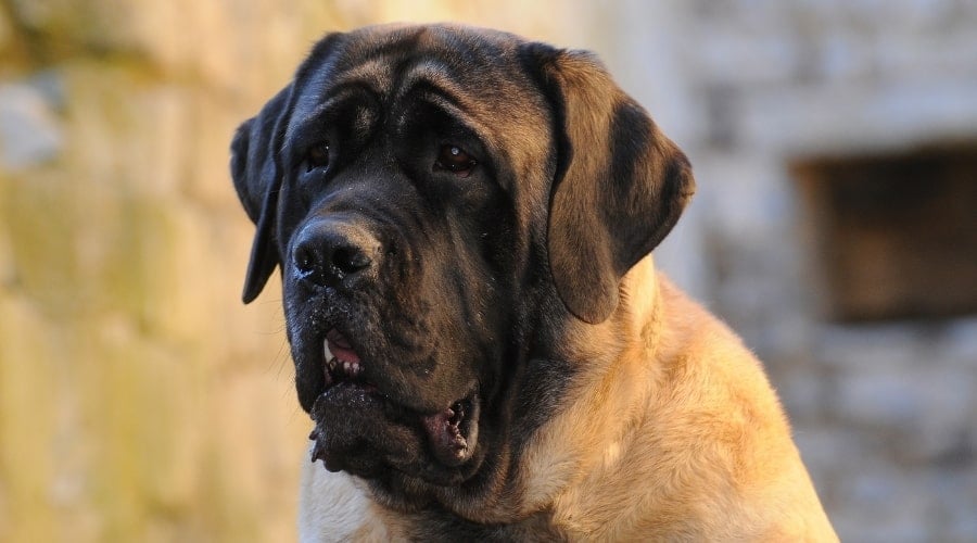Massive English Mastiff dog, supposedly one of the scariest dog breeds.