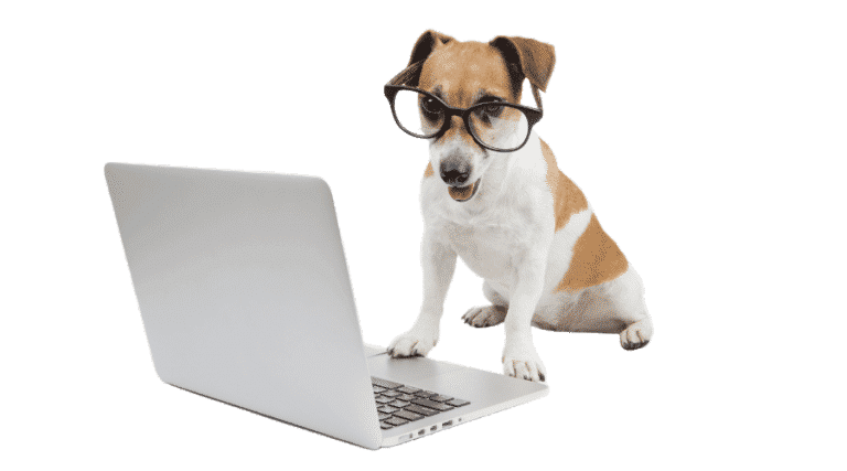 Dog with glasses on sitting at a laptop.