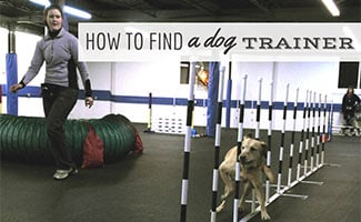 Dog doing agility with trainer (Caption: How To Find A Dog Trainer)