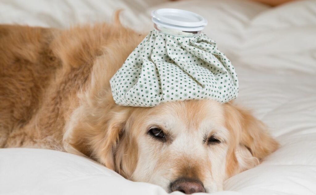 Sick golden retriever laying on bed with ice pack on head.